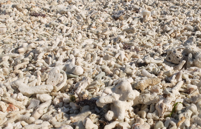 Playa de corales en Meno