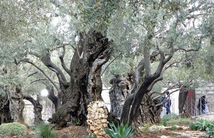Olivos de Getsemaní en Jerusalén