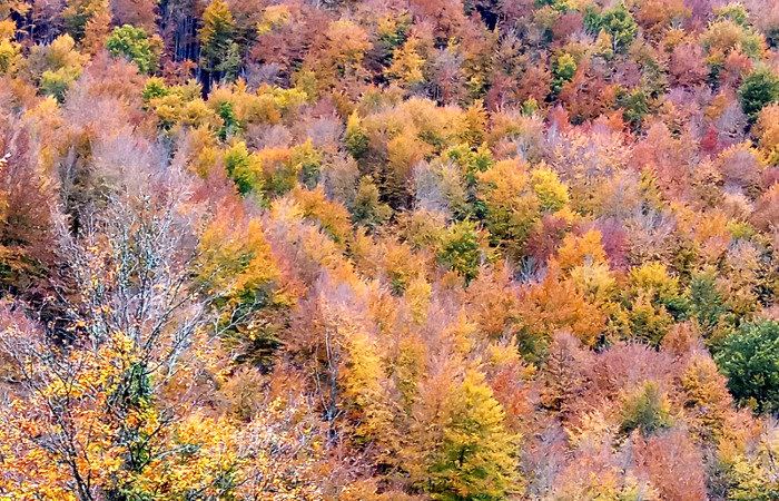 El hayedo de la Selva de Irati se tiñe de colores ocre en el otoño