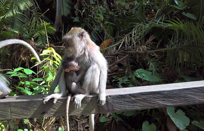 Monkey Forest en Ubud, Bali (Indonesia)