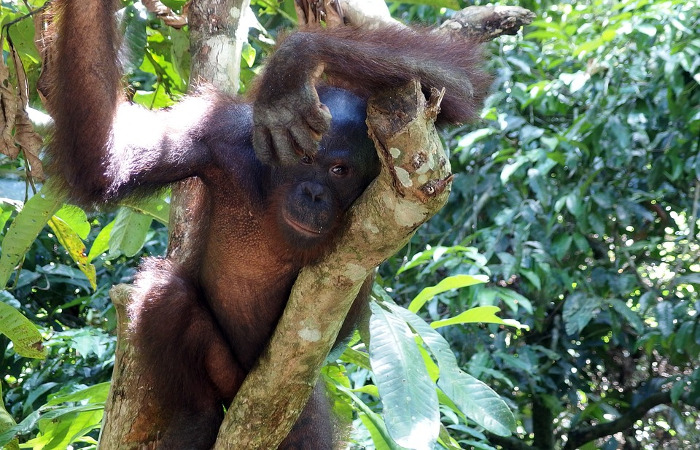 Orangután en los árboles de la jungla, Bukit Lawang