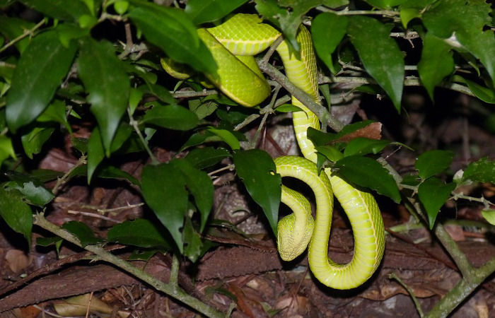 Serpentario de Santa Elena (Costa Rica)